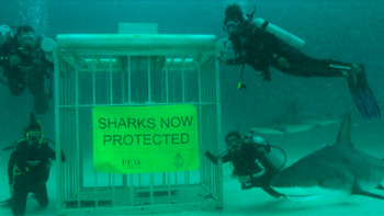   Las islas Marshall crearon santuario de tiburones más grande del mundo 