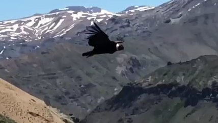   Captan majestuoso vuelo de un cóndor en cordillera del Maule 