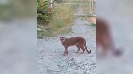   Puma fue captado por vecino en sector rural de Puerto Montt 