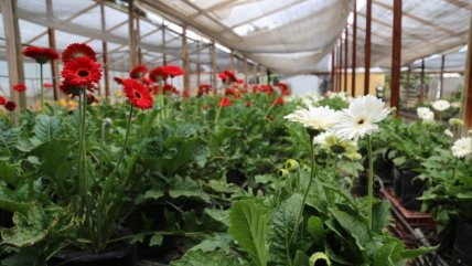   Gobierno entrega bono de emergencia a floricultoras de la Región de Valparaíso 