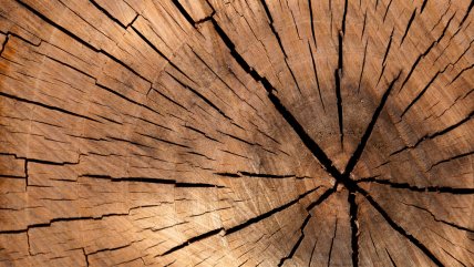   Chile comienza hoja de ruta para convertirse en líder mundial del desarrollo de madera de alta tecnología 