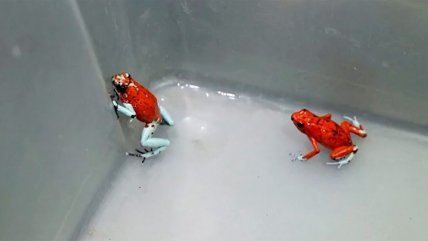  Ranas venenosas son incautadas en el aeropuerto de Bogotá  