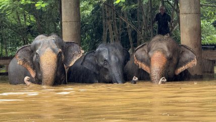  Más de 120 elefantes afectados por las inundaciones en el norte de Tailandia  