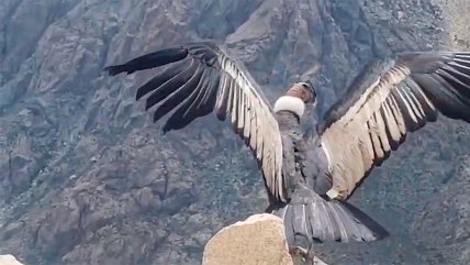   Cóndor volvió a la libertad en las alturas de Monte Patria 