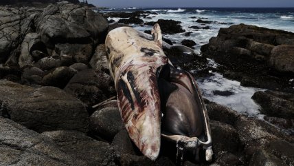   Ballena varó muerta en Isla Negra 