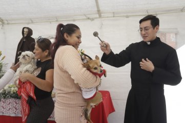  Bendiciones con estilo: Arropadas mascotas peregrinan en busca de 