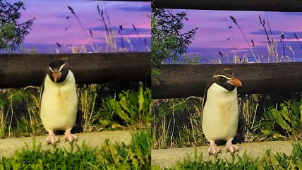 Viajó más de 7.500 km: Pingüino de Nueva Zelanda fue encontrado en Punta Arenas Viajó más de 7.500 km: Pingüino de Nueva Zelanda fue encontrado en Punta Arenas