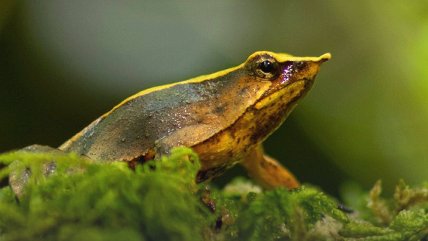   La odisea de las ranitas de Darwin que viajaron de Chiloé a Londres huyendo de la muerte 