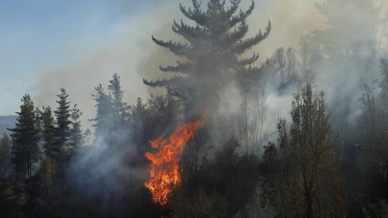  Chillán: Incendio forestal amenazó a sectores poblados  