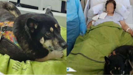   Paciente fue visitada por su mascota en hospital de Valparaíso: Tuvo un 