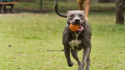   Perro disparó accidentalmente a su dueño: Su pata había quedado atascada 