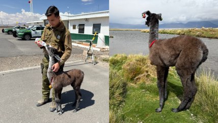   Miguelito: La tierna llama que fue adoptada por Carabineros tras perder a su mamá 
