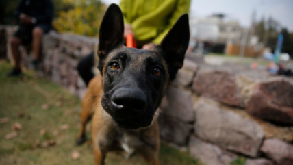   Municipio de Llayllay interpuso querella por cruel caso de maltrato animal 