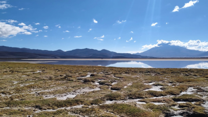   Seis vicuñas despellejadas fueron halladas cerca de la frontera en Ollagüe 