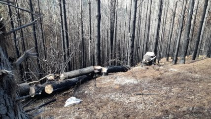  Valdivia: Tres detenidos por robo de madera en predio forestal  