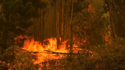   Los Sauces, Lumaco y Castro en alerta roja por incendios forestales 