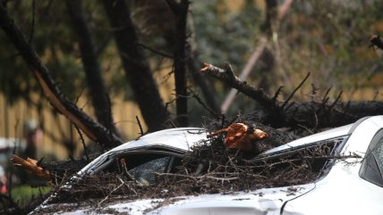  Una mujer murió al caerle un árbol a causa de temporal en Los Lagos  