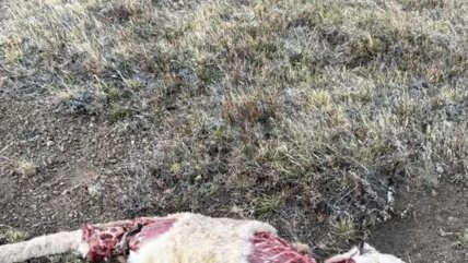   SAG realizó autopsia a puma asesinado en Torres del Paine 