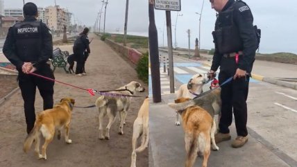   La Serena: Evacúan a perritos abandonados por alerta de tsunami 