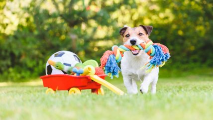   GuauFest: Así será el primer parque de diversiones para perros en Chile 