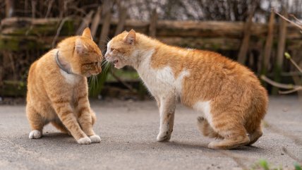   Mes de los gatos: seis consejos claves para cuidar a tu felino en agosto 