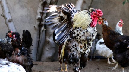   Denuncian aparición de gallinas mutiladas tras luna llena en Santiago Centro 