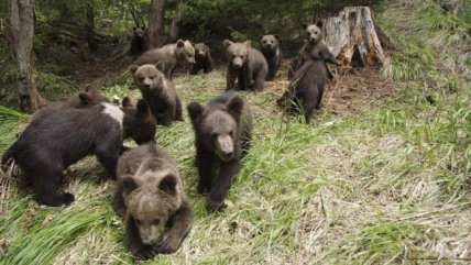   Japón: Hallan cadáver en monte en el que oso atacó y arrastró a un joven 
