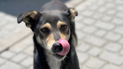   Día del perro adoptado: el 57% de los chilenos tiene un mestizo 