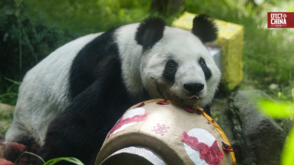   China Hoy: México celebra los 35 años de Xin Xin 