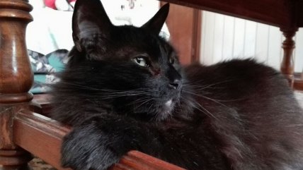   Para protegerlos en Halloween: ciudad española suspende adopción de gatos negros 