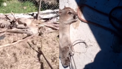   SAG denunció maltrato y asesinato de madre puma y sus cachorros en Cochamó 