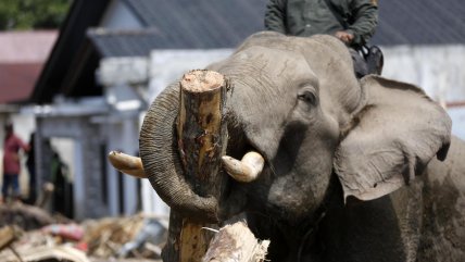   Elefantes ayudan a limpiar escombros tras fatales inundaciones en Indonesia 