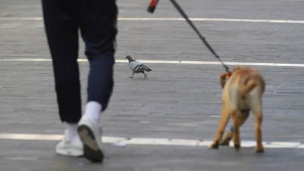   España: Tribunal declaró ilegal el despido de una trabajadora que faltó para eutanasiar a su perra 