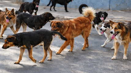  Niño de 6 años resultó herido de gravedad tras ataque de jauría en Punta Arenas  