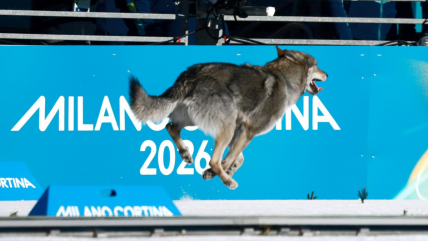   Se hizo viral: Perro lobo burló la seguridad y cruzó la meta en los Juegos Olímpicos de Invierno 