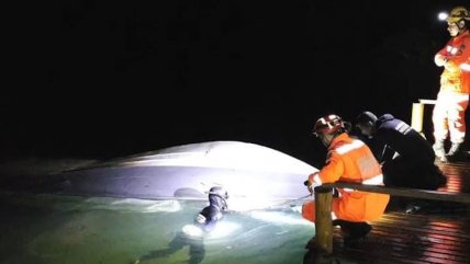   Seis muertos y tres heridos al chocar una lancha con un muelle en un río de Brasil 