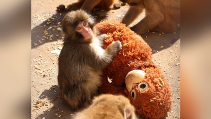   La triste historia del mono rechazado por su madre que se aferra a un peluche 