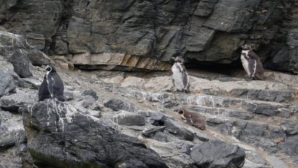  Inician plan de restauración ecológica clave para la supervivencia del pingüino de Humboldt  