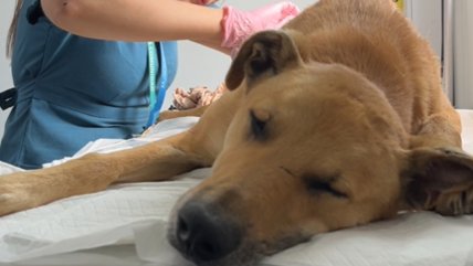   Conmoción en Illapel por maltrato animal: perro fue quemado con agua hirviendo 